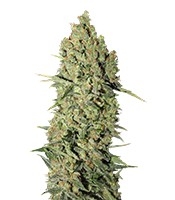 Chronic (Serious Seeds)