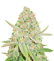 Lemon Shining Silver Haze (Royal Queen Seeds)