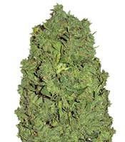 Auto New York City (Pyramid Seeds)