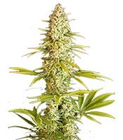 Critical Jack (Dinafem Seeds)