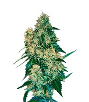 Chingis Khan (VIP Seeds)