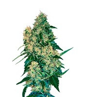 Chingis Khan (VIP Seeds)
