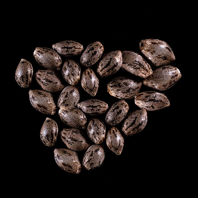 Hellfire OG - 25 Seed