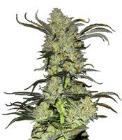 King’s Kush (Green House Seeds)