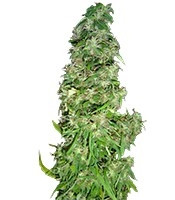 Arjan's Ultra Haze #2 (Mango Haze AUH#2) (Green House Seeds)