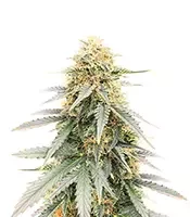Durban Poison Autoflower (Humboldt Seed Company)