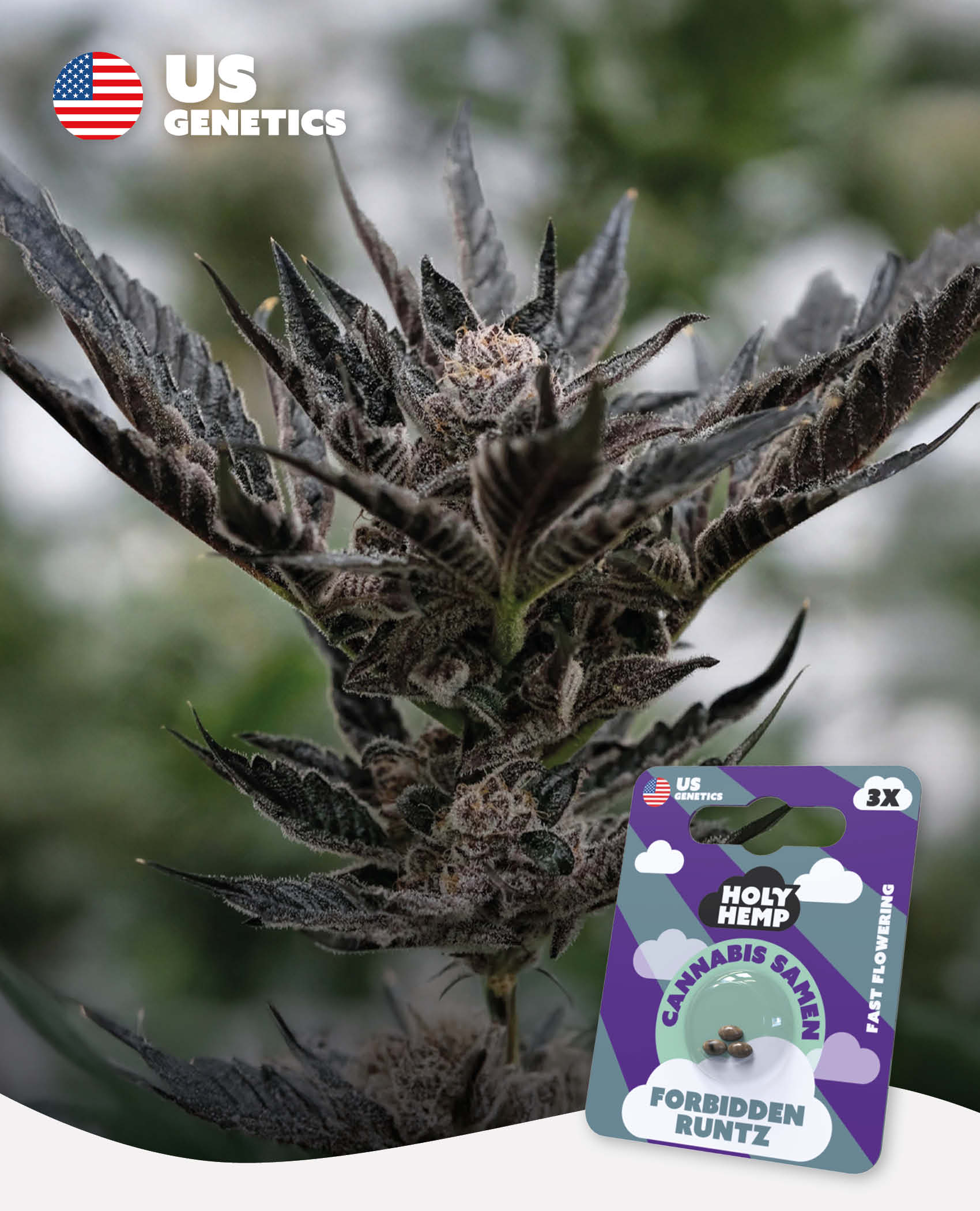 Forbidden Runtz Feminisiert