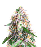 OG Kush (Kera Seeds)