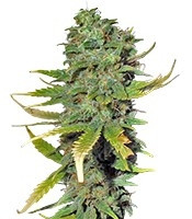 Super Skunk (Sensi Seeds)