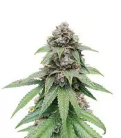 Triple G (Royal Queen Seeds)