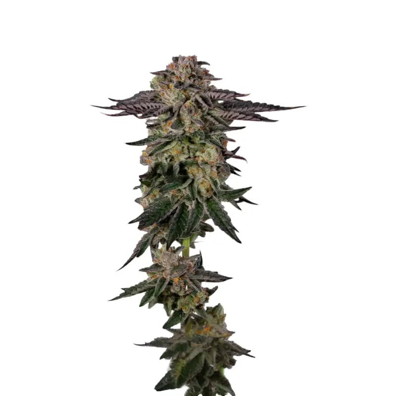 Biscotti Cannabis Samen Feminisiert - 3 Stück