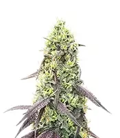 Jelly Donutz Autoflower (Humboldt Seed Company)