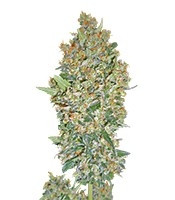 Cheese Berry (Hashchis Berry) (00 Seeds)