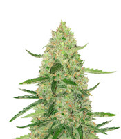 Auto Ultimate (Dutch Passion)