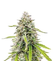 Humboldt Headband Autoflower (Humboldt Seed Company)