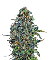 Taison Auto (VIP Seeds)