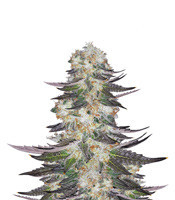 Gelato (Blimburn Seeds)