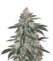 Super Lemon Haze x Gelato (Green House Seeds)