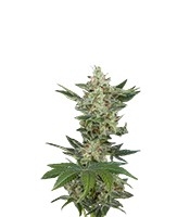 Critical Jack Autoflowering (Dinafem Seeds)
