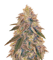 Jack Herer (Vision Seeds)