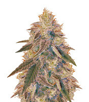 Jack Herer (Vision Seeds)