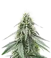 Sour Apple Autoflower (Humboldt Seed Company)