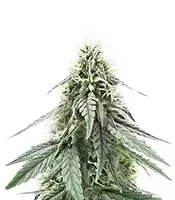 Sour Apple Autoflower (Humboldt Seed Company)