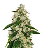 Kosher Kush (Reserva Privada)