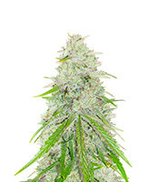 Purple Punch x Lemon Drizzle (Barney's Farm)