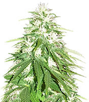 Zombie Haze (Sumo Seeds)