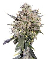 Buddha White Dwarf Auto (Buddha Seeds)