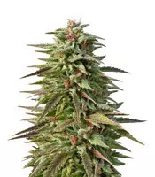 Trippy Gorilla Autoflowering (Big Head Seeds)