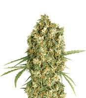 Auto Jack Herer (Advanced Seeds)