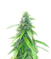 Humboldt Sour Diesel Autoflower (Humboldt Seed Company)