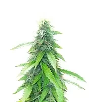 Humboldt Sour Diesel Autoflower (Humboldt Seed Company)