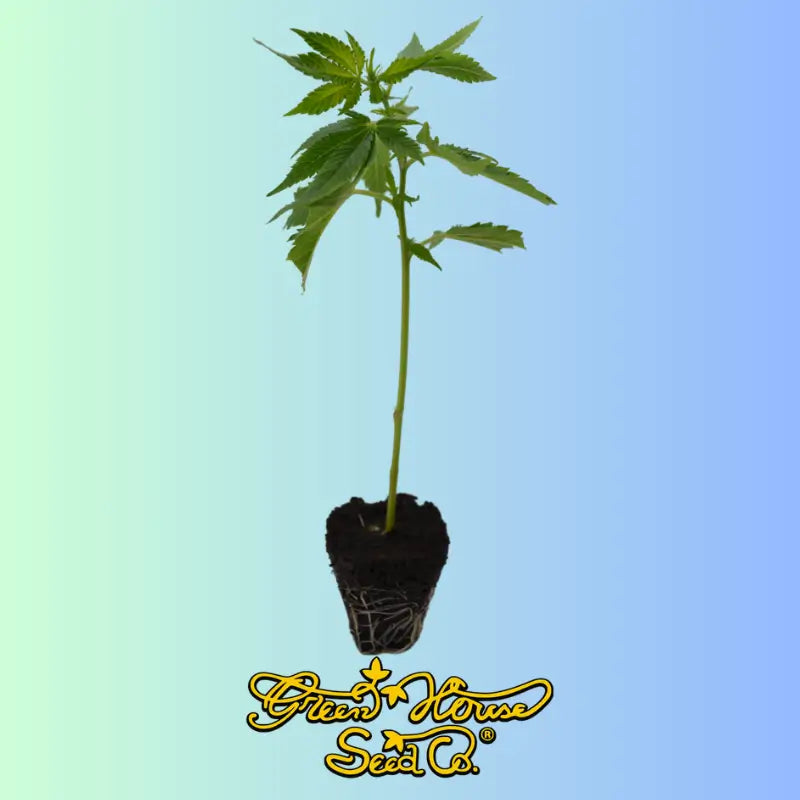 Super Silver Haze Feminisierte Stecklinge Greenhouse Seeds