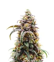 CBD D Diesel (CBD Botanic Seeds)
