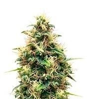 Somango XL (Royal Queen Seeds)