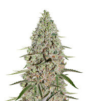 Super Critical (Green House Seeds)