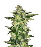 Wedding Gelato (Royal Queen Seeds)