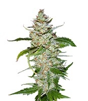 Swiss Cheese (Nirvana Seeds)