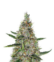 Pure Africa (Original Sensible Seeds)