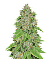 Alien Gorilla (Big Head Seeds)