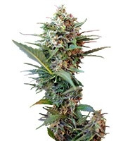 Big Devil XL Auto (Sweet Seeds)