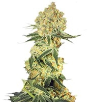 Auto Wappa (Paradise Seeds)