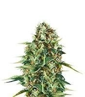 Royal AK (Royal Queen Seeds)