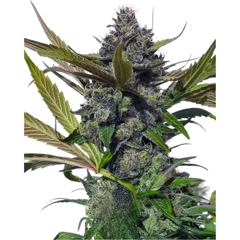 Blueberry Auto Cannabis Samen - 3 Stück