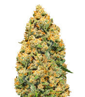 Mind Can'trol (Dr Krippling Seeds)