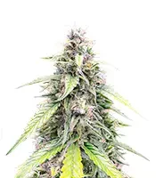 OG Kush Autoflower (Humboldt Seed Company)