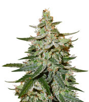 O.G. Kush Autoflower (Seedstockers)